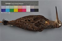 藏品(山鷸)的圖片